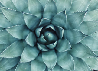 Apego e relacionamentos afetivos